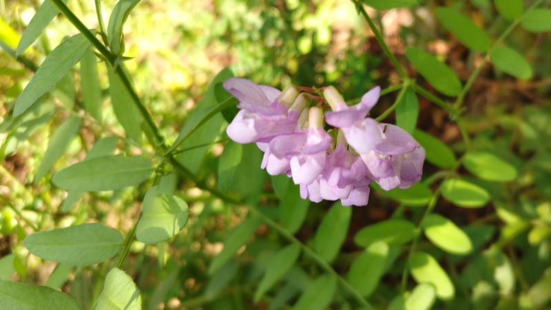 ツルフジバカマの花 川崎市幸区さいわいふるさと公園