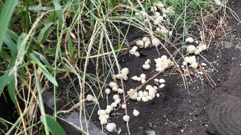 ホコリタケ？ 横浜市旭区希望が丘ふれあいの森公園