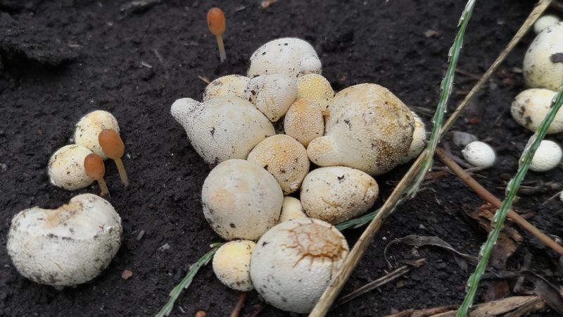 ホコリタケ？ 横浜市旭区希望が丘ふれあいの森公園