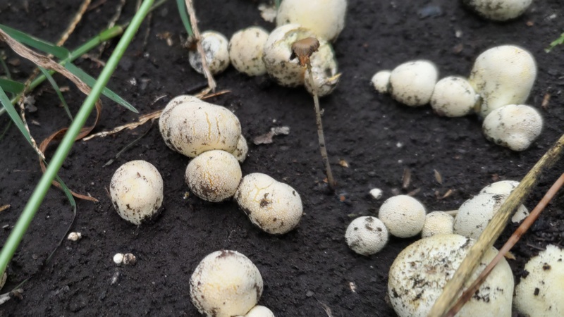 ホコリタケ？ 横浜市旭区希望が丘ふれあいの森公園