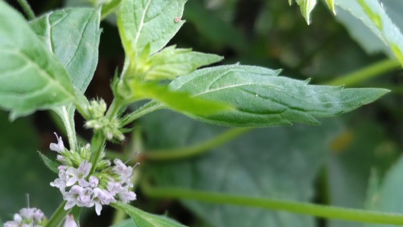 ハッカの花 横浜市保土ケ谷区陣ヶ下渓谷公園