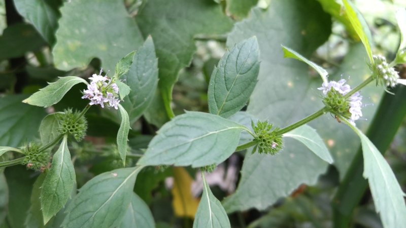 ハッカの花 横浜市保土ケ谷区陣ヶ下渓谷公園