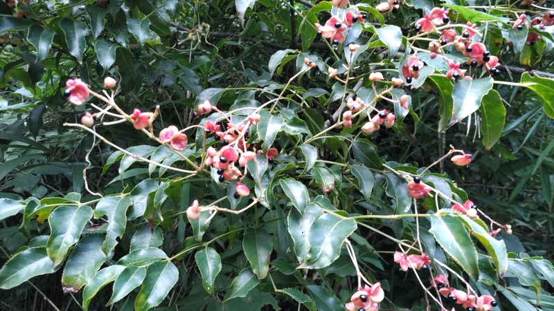 ゴンズイの果実 横浜市保土ケ谷区陣ヶ下渓谷公園