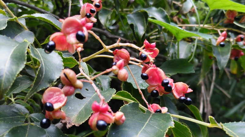 ゴンズイの果実 横浜市保土ケ谷区陣ヶ下渓谷公園