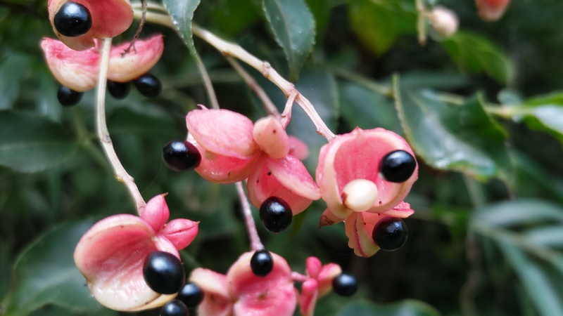 ゴンズイの果実 横浜市保土ケ谷区陣ヶ下渓谷公園