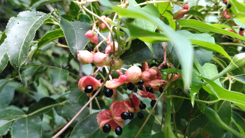 ゴンズイの果実 横浜市保土ケ谷区陣ヶ下渓谷公園