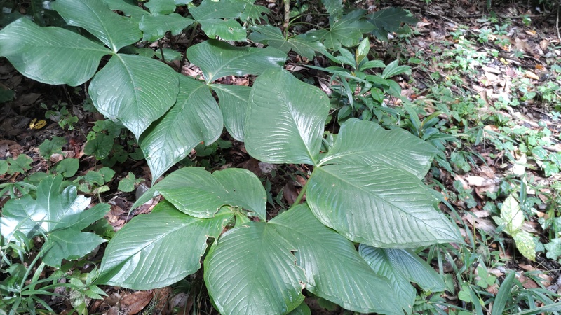 ムサシアブミ 横浜市保土ケ谷区陣ヶ下渓谷公園