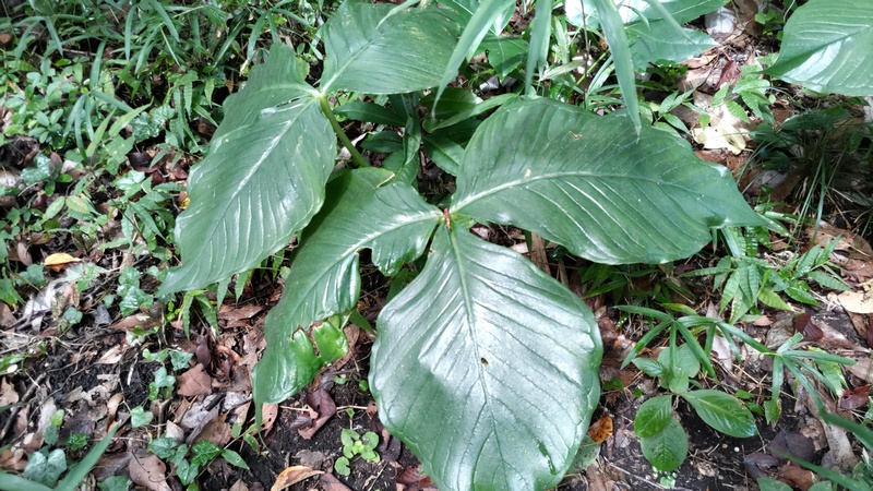 ムサシアブミ 横浜市保土ケ谷区陣ヶ下渓谷公園