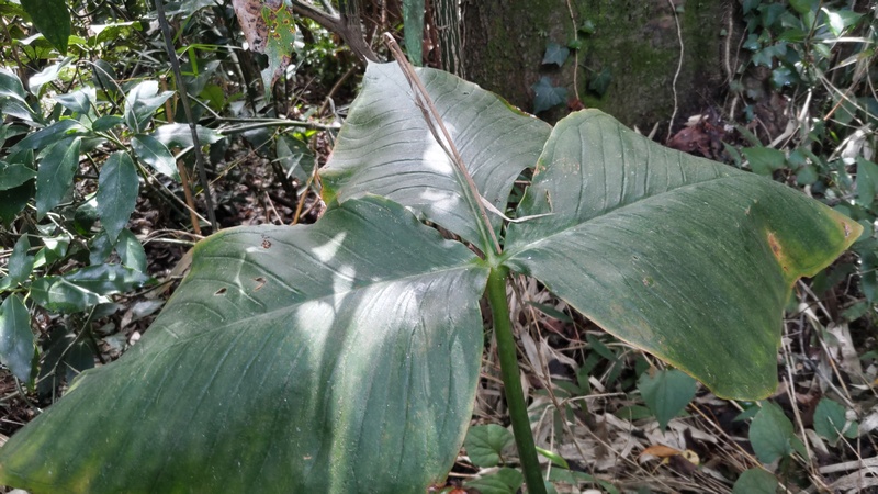 ムサシアブミ 横浜市保土ケ谷区陣ヶ下渓谷公園