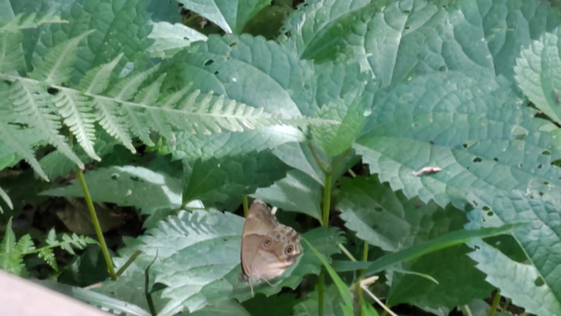 ヒカゲチョウ 横浜市保土ケ谷区陣ヶ下渓谷公園