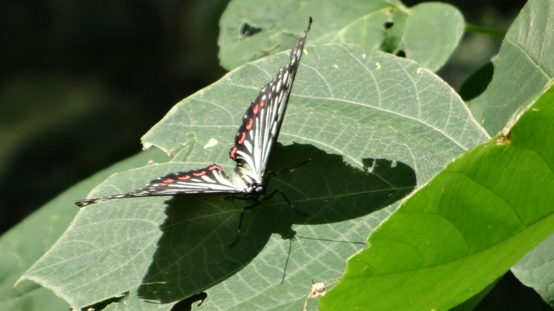 アカボシゴマダラ 横浜市保土ケ谷区陣ヶ下渓谷公園