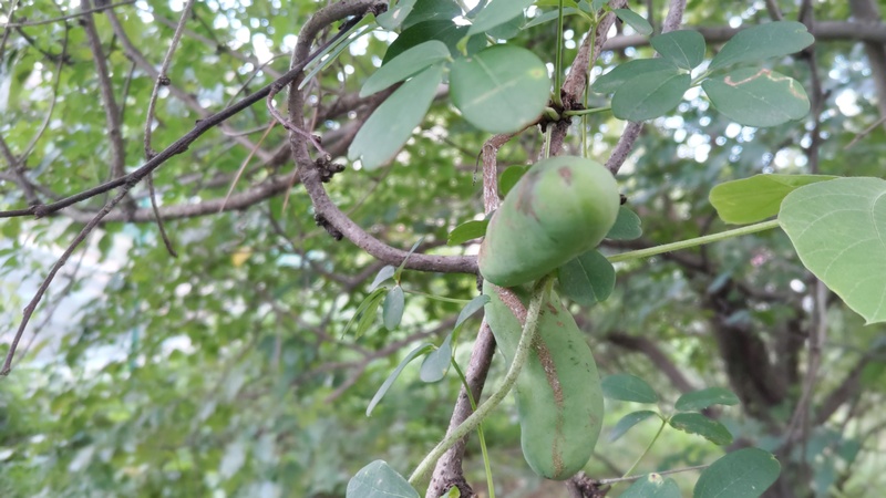アケビの若い果実 横浜市旭区希望が丘ふれあいの森公園