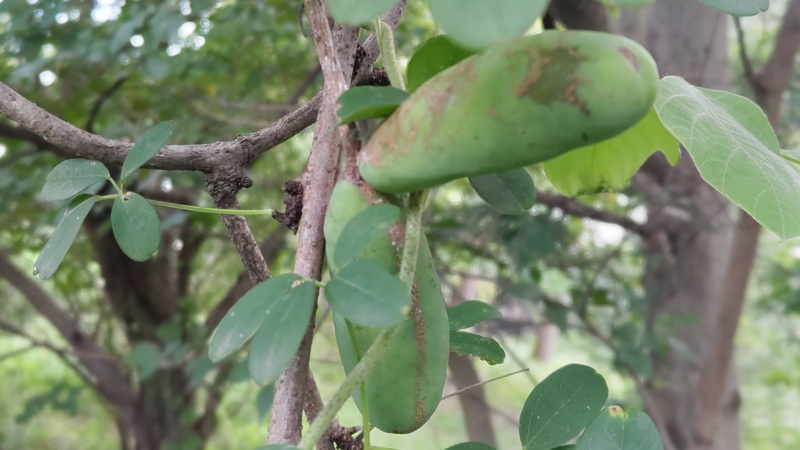 アケビの若い果実 横浜市旭区希望が丘ふれあいの森公園