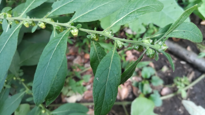 ヤブタバコの蕾 横浜市旭区希望が丘水の森公園