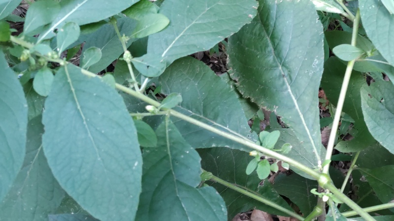 ヤブタバコの蕾 横浜市旭区希望が丘水の森公園