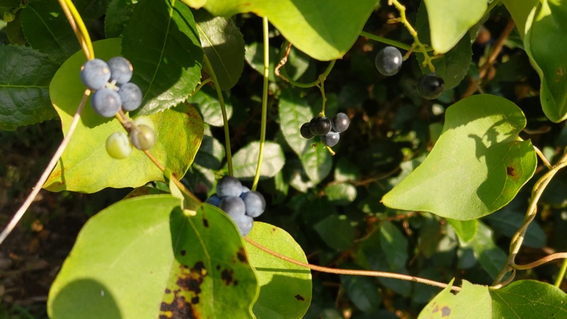 アオツヅラフジの果実 横浜市瀬谷区長屋門公園
