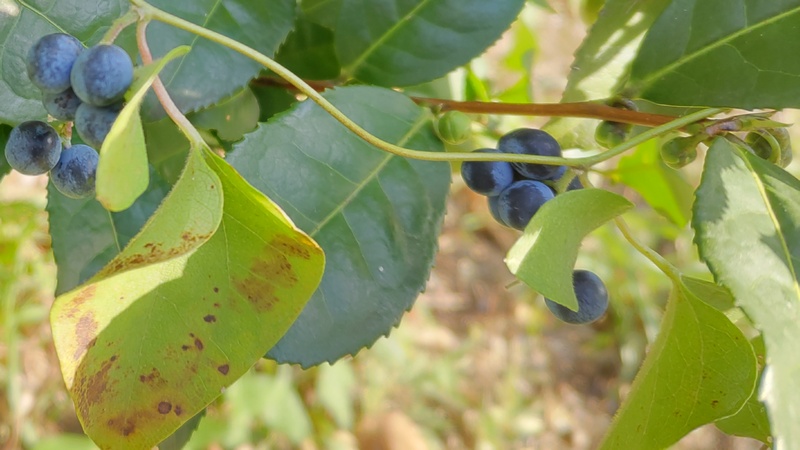 アオツヅラフジの果実 横浜市瀬谷区長屋門公園