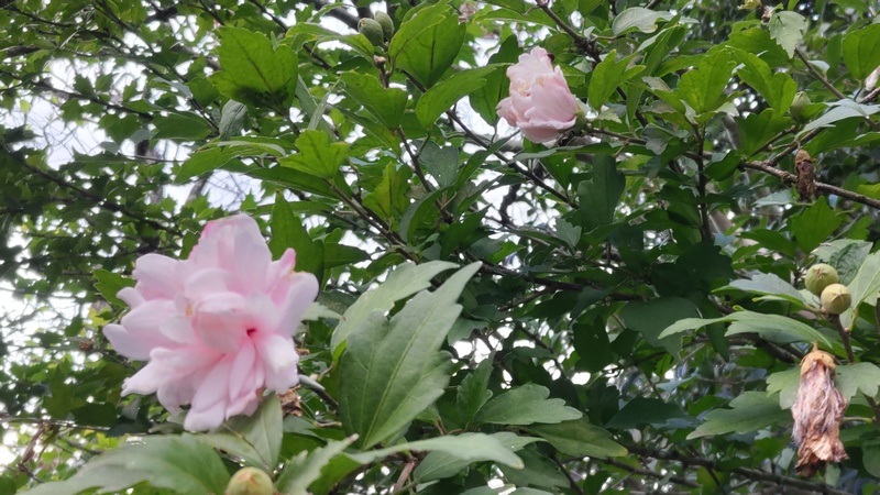 ムクゲの花 横浜市旭区希望が丘ふれあいの森公園