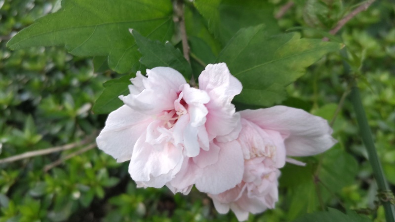 ムクゲの花 横浜市旭区希望が丘ふれあいの森公園