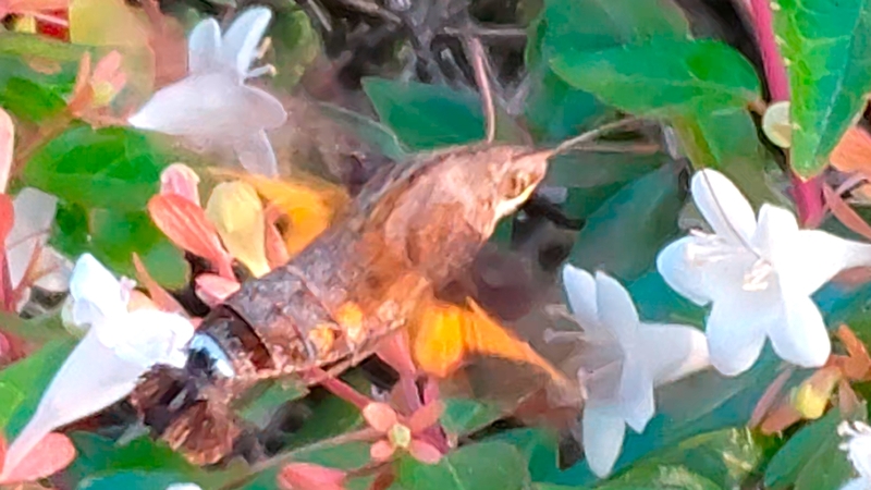 アベリアの蜜を吸うホシホウジャク 川崎市幸区