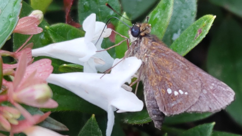 アベリアのオオチャバネセセリ 川崎市幸区