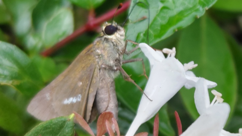 アベリアのイチモンジセセリ 川崎市幸区