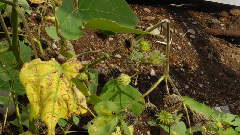 イチビの果実 横浜市旭区帷子川親水緑道