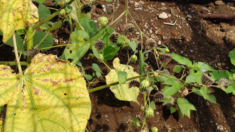 イチビの果実 横浜市旭区帷子川親水緑道