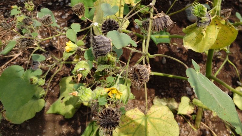 イチビの果実 横浜市旭区帷子川親水緑道