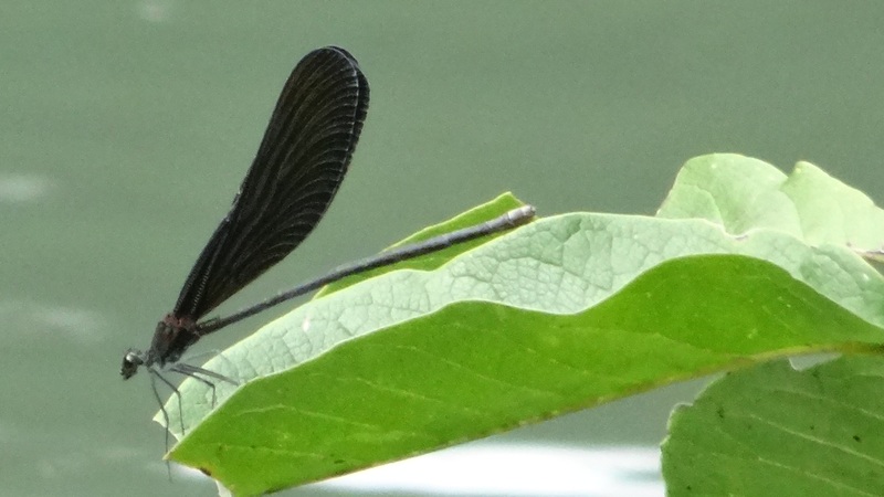 ハグロトンボ♀ 横浜市旭区帷子川親水緑道