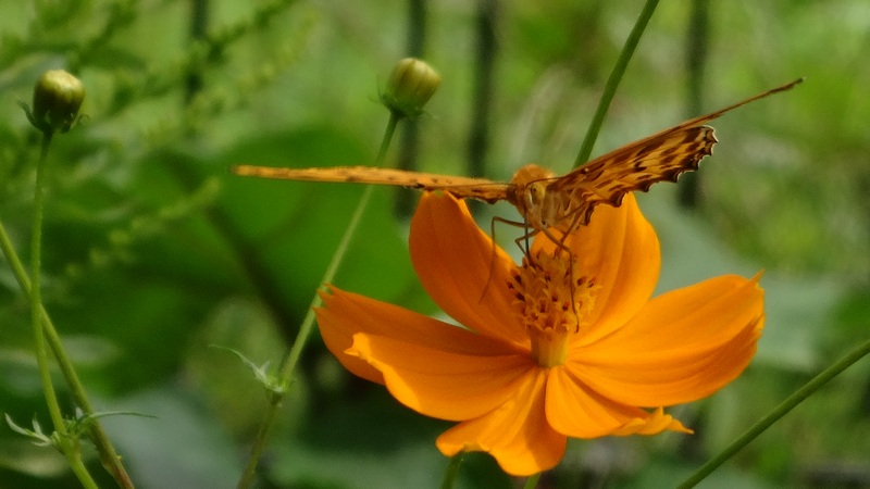 ツマグロヒョウモン♂ 横浜市旭区今宿東町