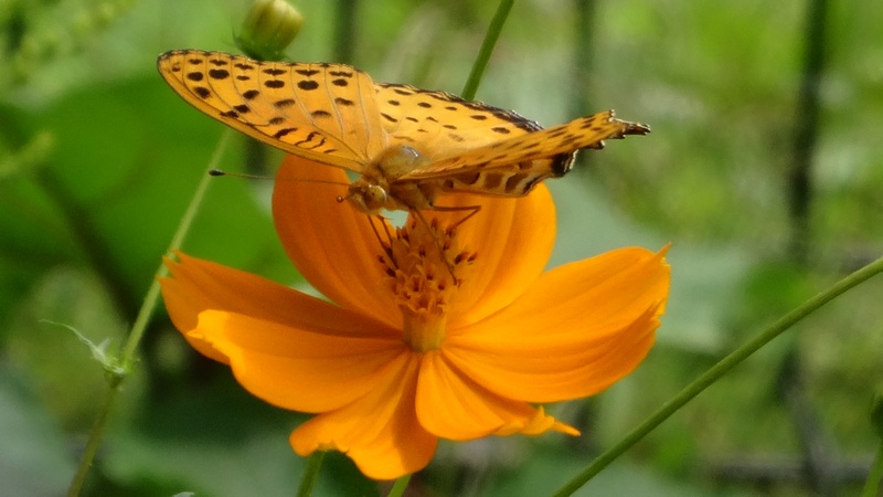 ツマグロヒョウモン♂ 横浜市旭区今宿東町