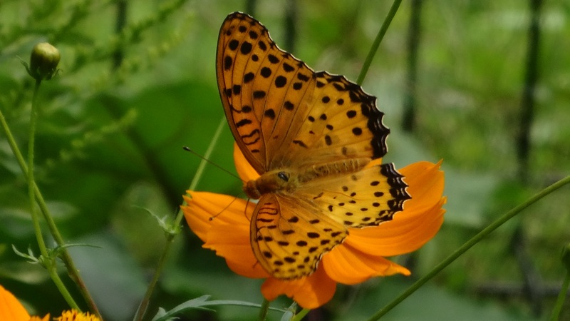 ツマグロヒョウモン♂ 横浜市旭区今宿東町