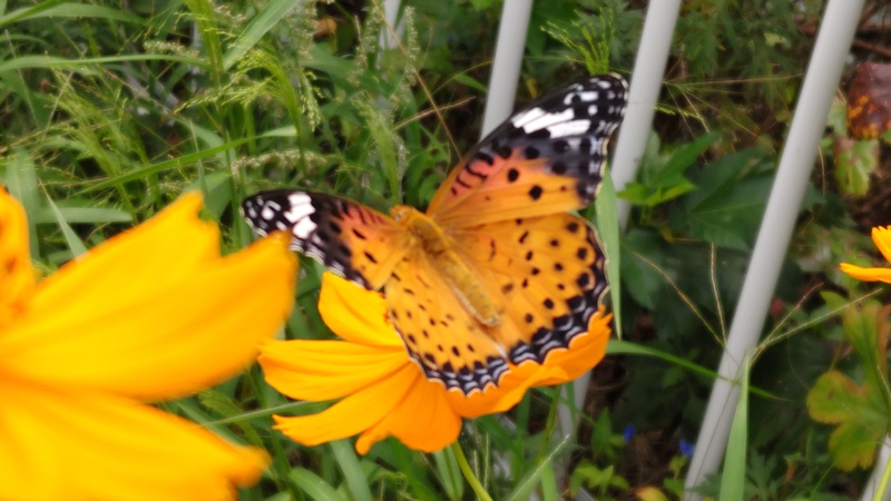 ツマグロヒョウモン♀ 横浜市旭区今宿東町