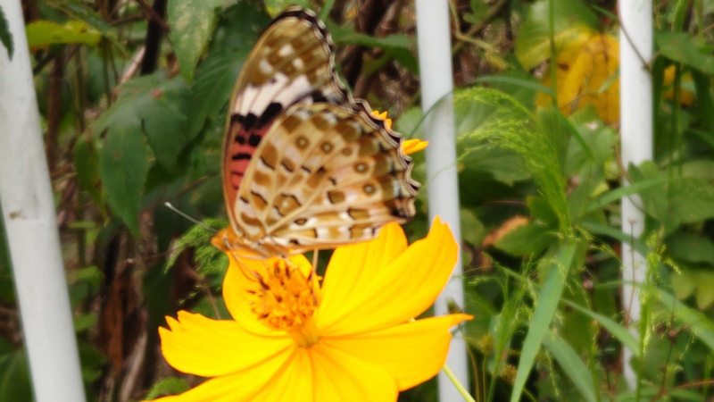 ツマグロヒョウモン♀ 横浜市旭区今宿東町