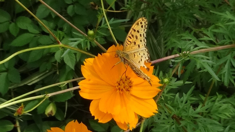 ツマグロヒョウモン♂ 横浜市旭区今宿東町