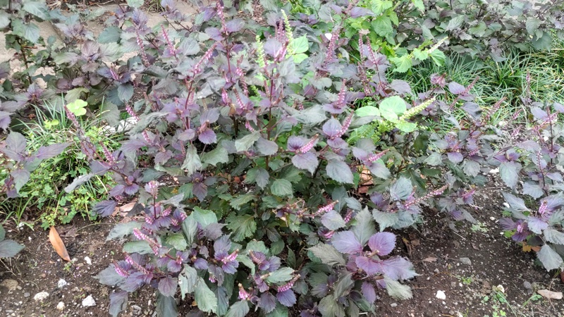 シソの花 横浜市旭区今宿南町