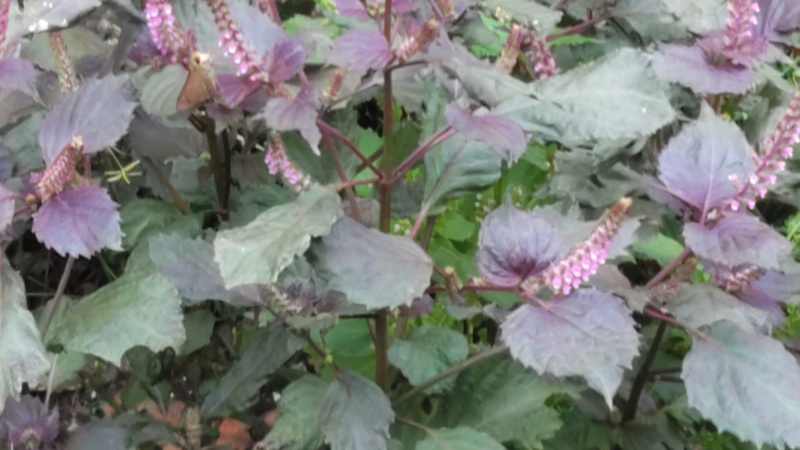 シソの花 横浜市旭区今宿南町