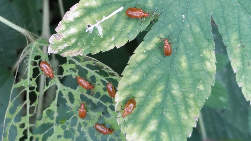 クズクビボソハムシ 横浜市旭区今宿南町