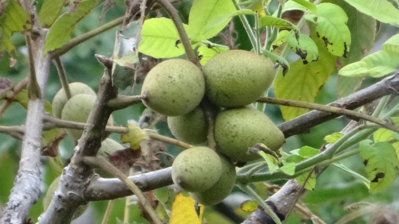 オニグルミの果実 横浜市旭区今宿南町