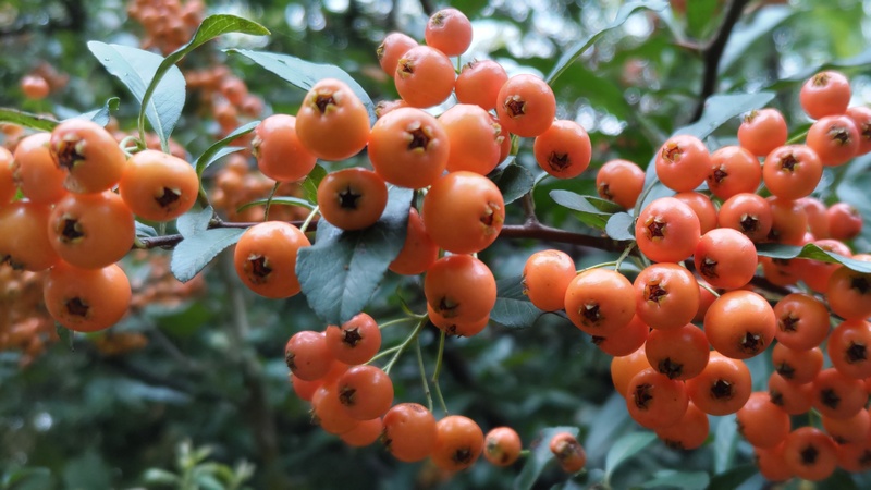 タチバナモドキの果実 川崎市幸区さいわいふるさと公園