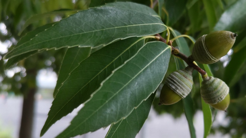 シラカシの果実 川崎市幸区さいわいふるさと公園