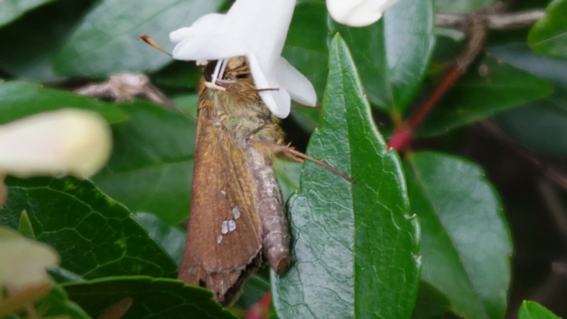 オオチャバネセセリ 川崎市幸区