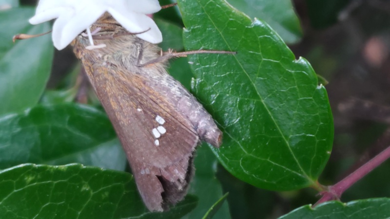 オオチャバネセセリ 川崎市幸区