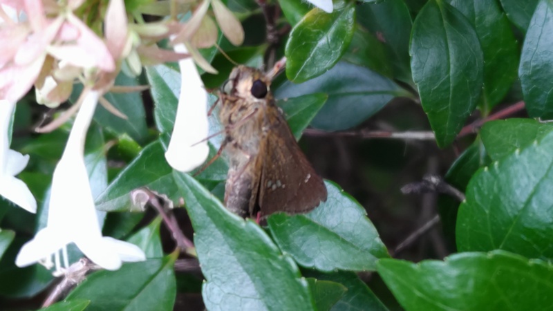 オオチャバネセセリ 川崎市幸区