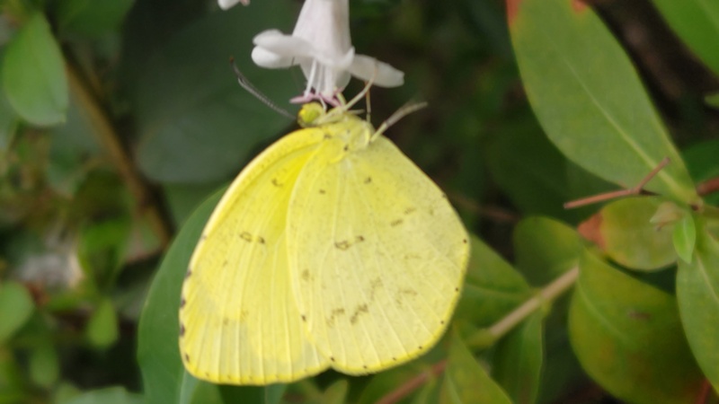 キタキチョウ 川崎市幸区
