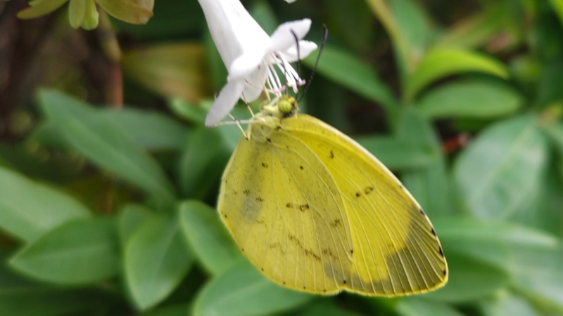キタキチョウ 川崎市幸区