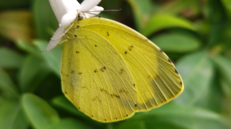 キタキチョウ 川崎市幸区