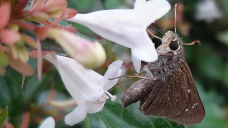 チャバネセセリ 川崎市幸区