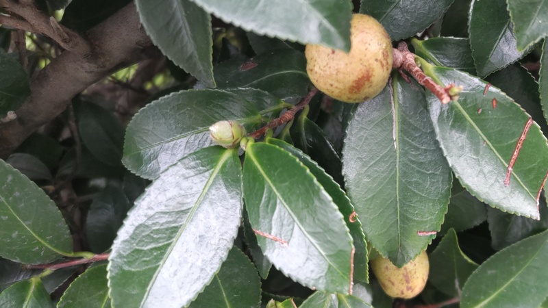サザンカの果実 川崎市幸区